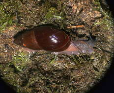 Image of Euglandina ecuadoriana (K. Miller 1878)