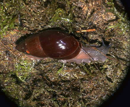 Image of Euglandina ecuadoriana (K. Miller 1878)