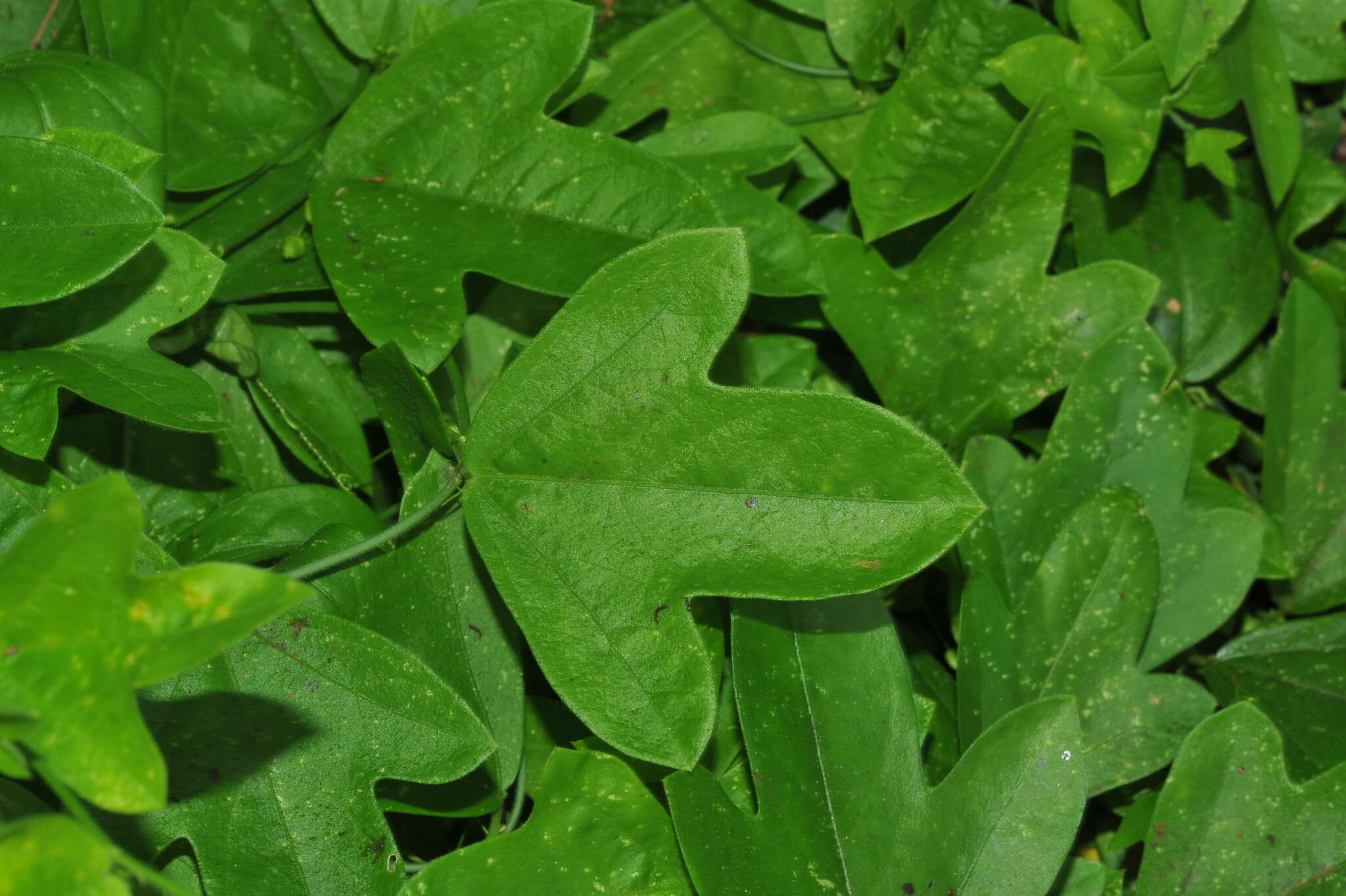 Image of corkystem passionflower