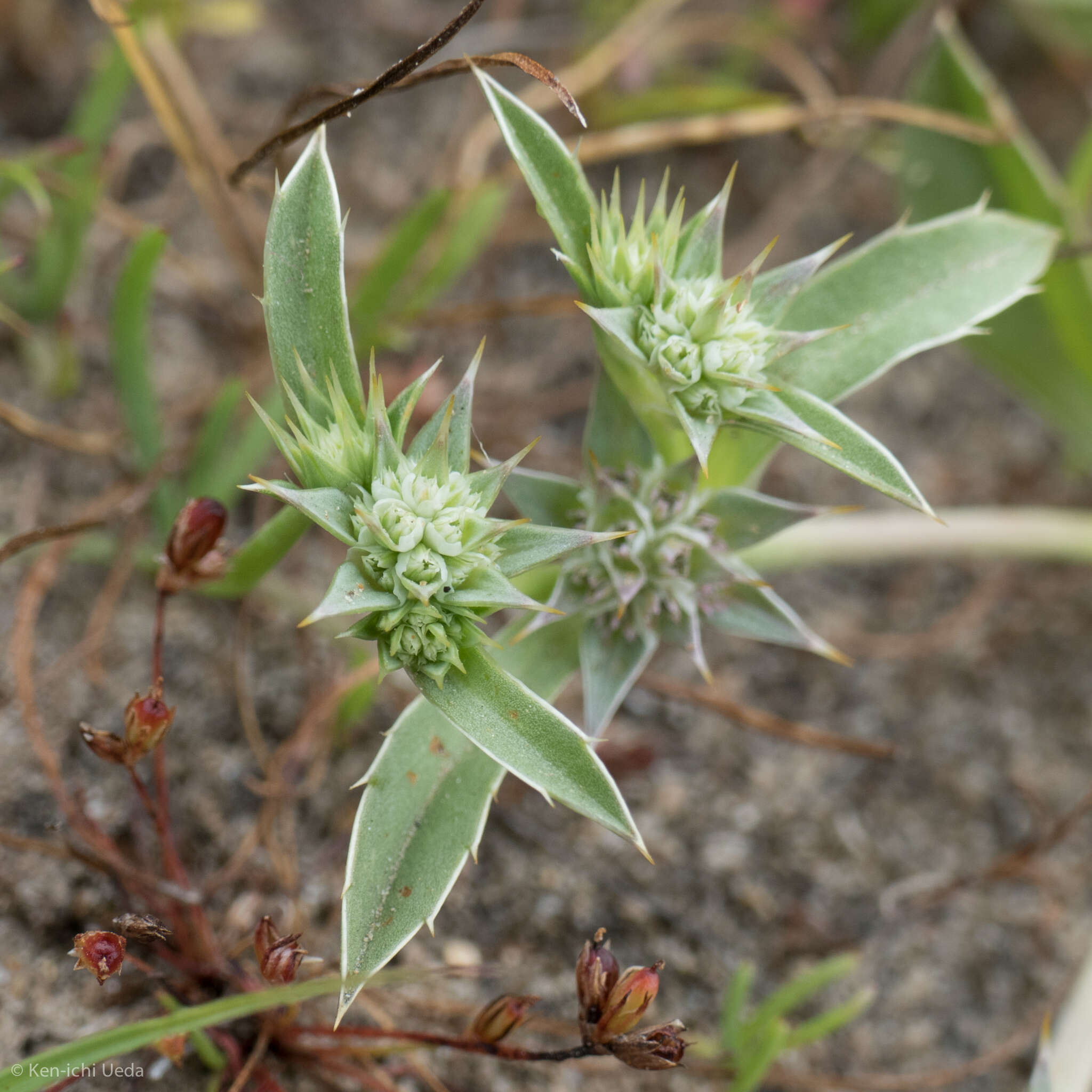 Image of coastal eryngo