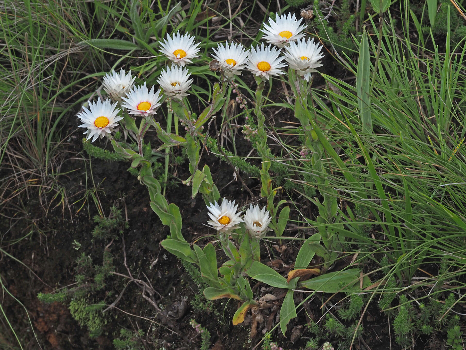 Image of Helichrysum monticola Hilliard