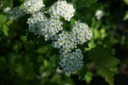 Image of Spiraea pubescens Turcz.