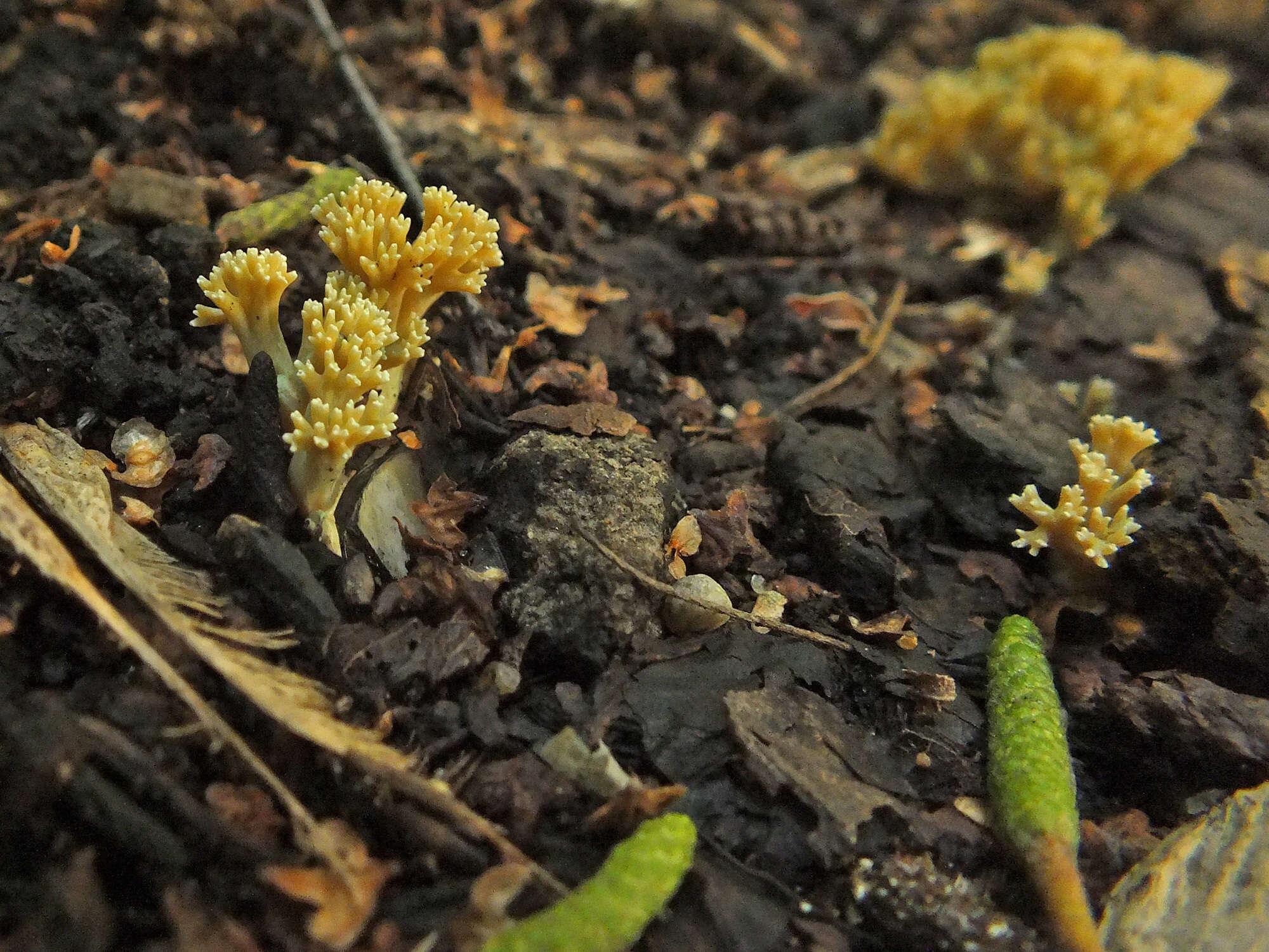 Image of Phaeoclavulina echinovirens (Corner, K. S. Thind & Dev) Giachini 2011