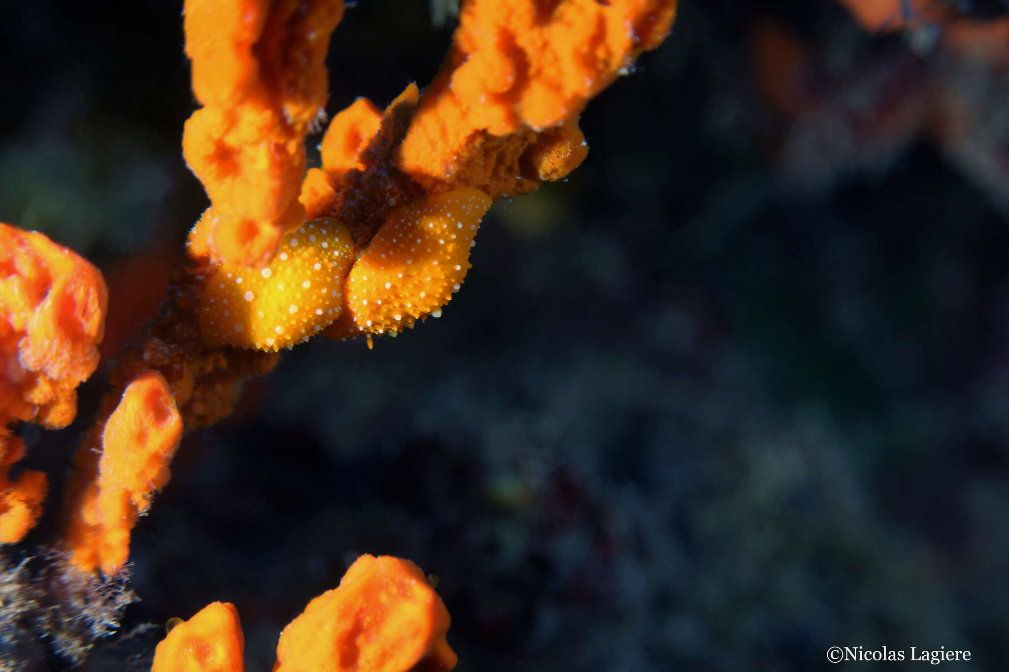 Image of white-spotted yellow nudibranch