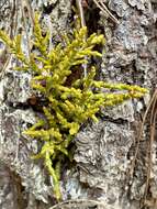 Image of coastal dwarf mistletoe