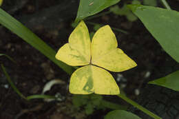 Sivun Oxalis obtriangulata Maxim. kuva