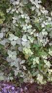 Image of Barleria longiflora L. fil.