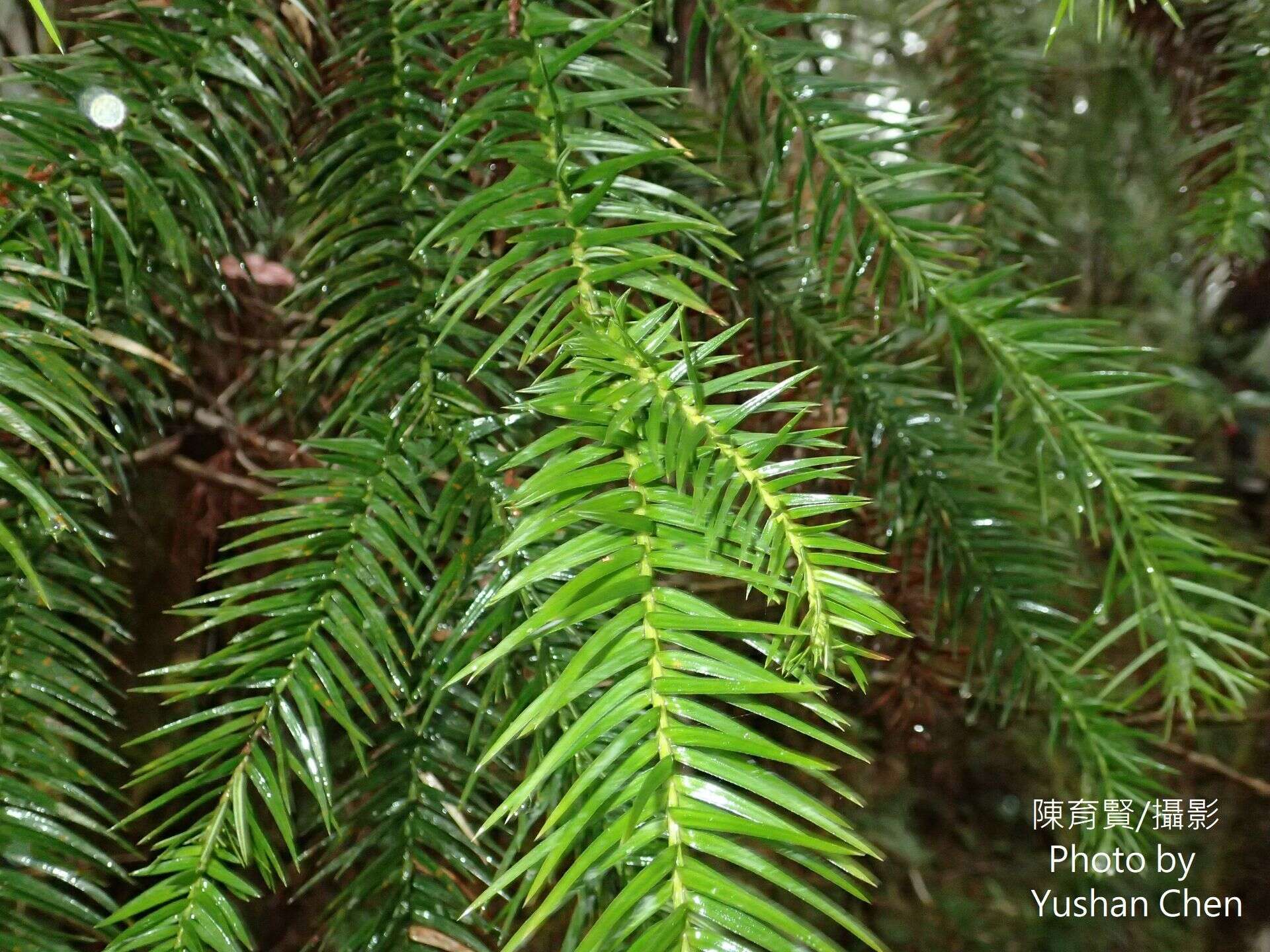 Plancia ëd Cunninghamia konishii Hayata