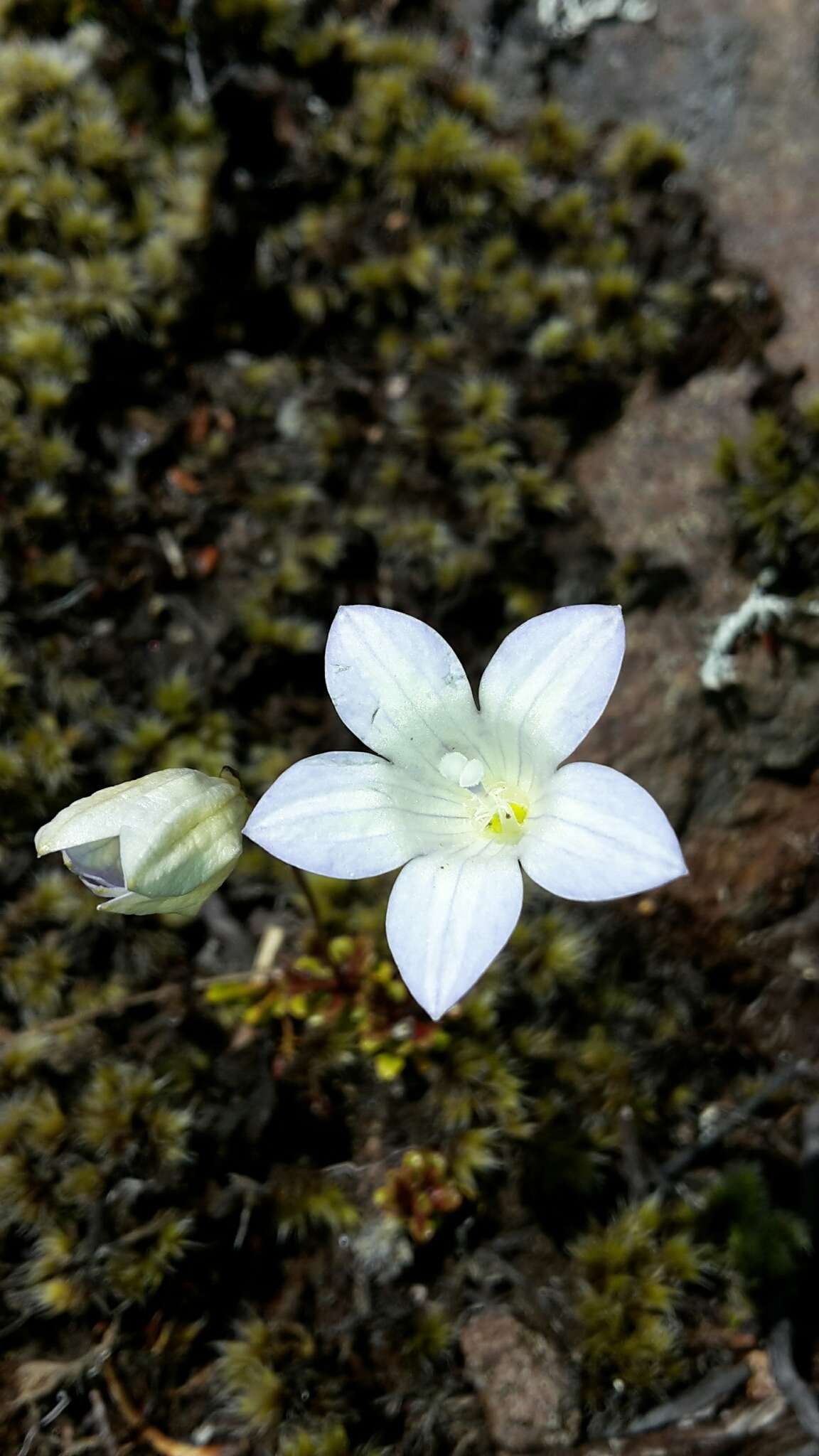 Image of Wahlenbergia pygmaea Colenso