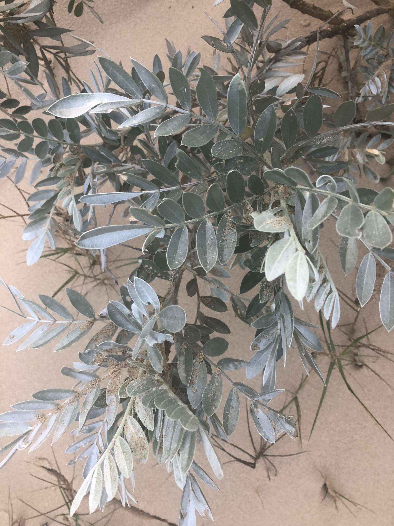 Слика од Sophora inhambanensis Klotzsch