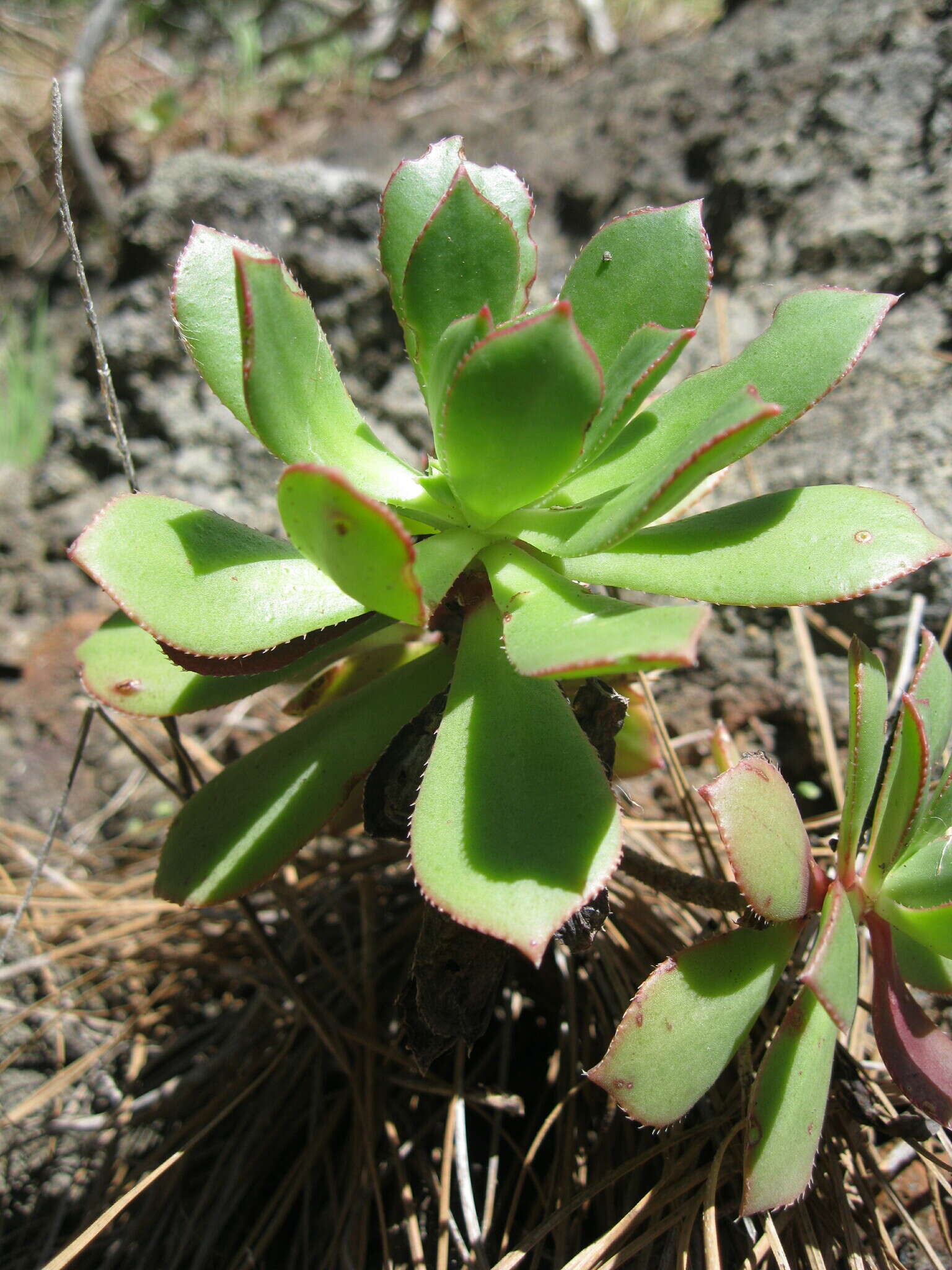 Image of Aeonium decorum Webb ex C. Bolle