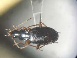 Sivun Agonum (Europhilus) retractum Le Conte 1846 kuva