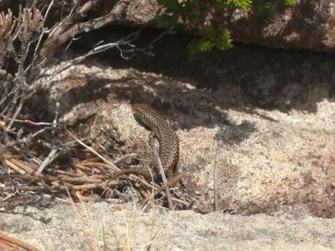 Image of Spotted Skink