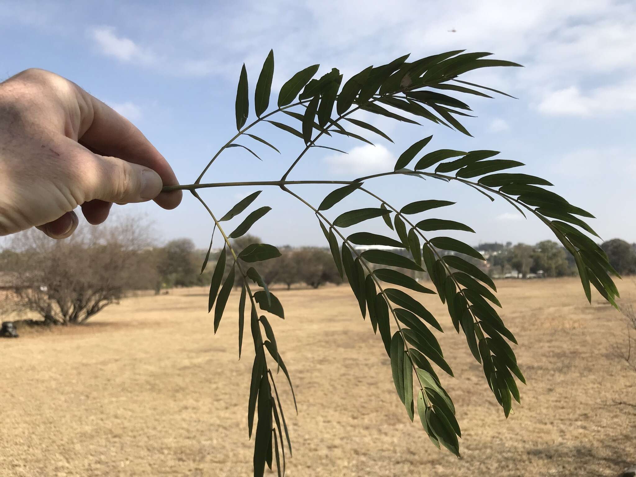 Слика од Acacia elata A. Cunn. ex Benth.