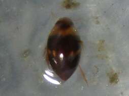 Image de Suphisellus puncticollis (Crotch 1873)