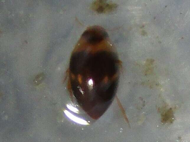Image de Suphisellus puncticollis (Crotch 1873)