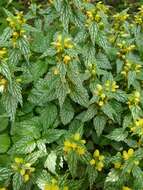 Image of Lamium galeobdolon subsp. flavidum (F. Herm.) Á. Löve & D. Löve