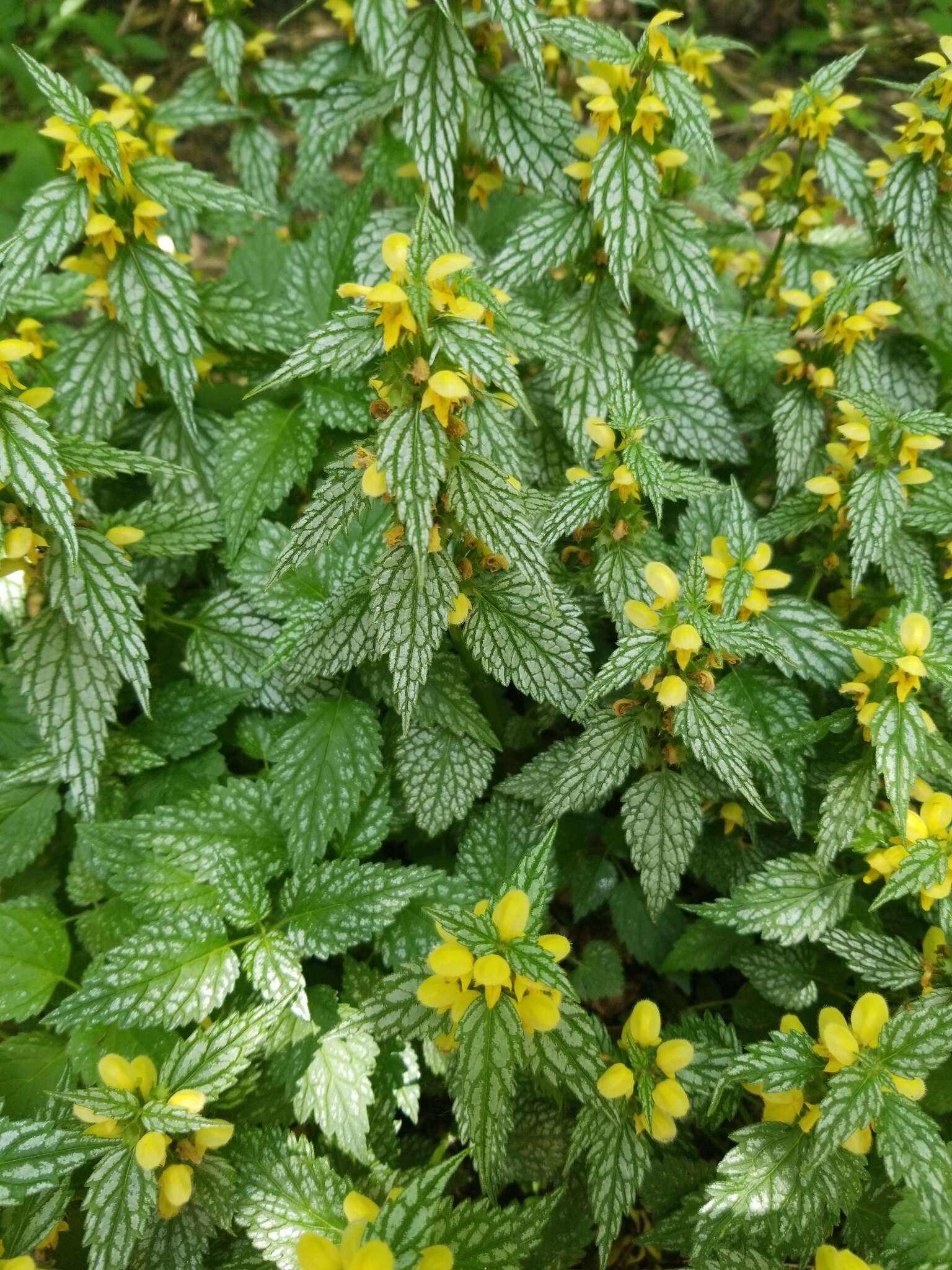 Imagem de Lamium galeobdolon subsp. flavidum (F. Herm.) Á. Löve & D. Löve