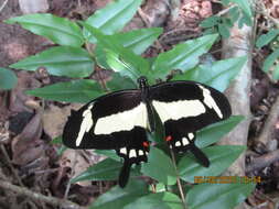 Sivun Papilio torquatus Cramer (1777) kuva