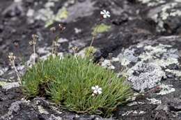 Plancia ëd Gypsophila uralensis Less.