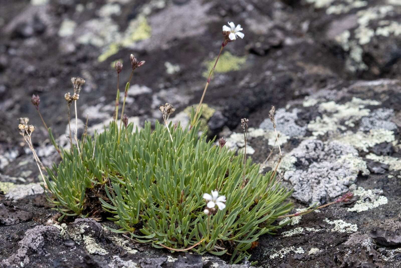 Imagem de Gypsophila uralensis Less.