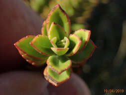 Image of Veronica macrantha Hook. fil.