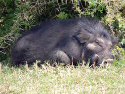 Image of Giant Forest Hogs