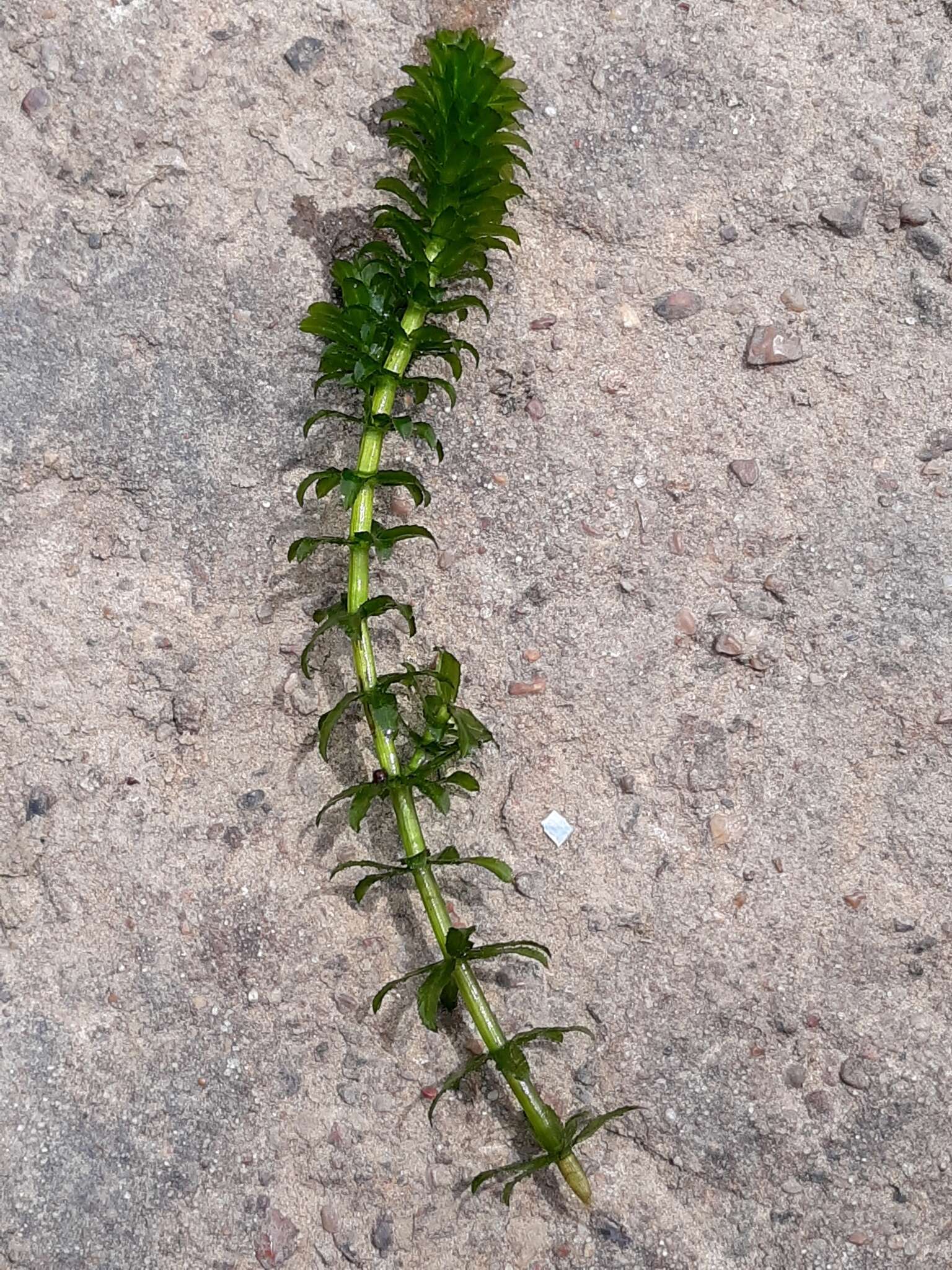 Слика од Hydrilla