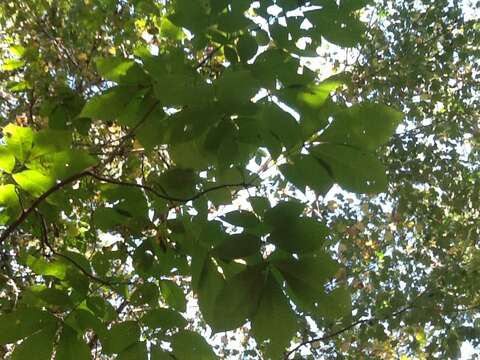 Image of mockernut hickory