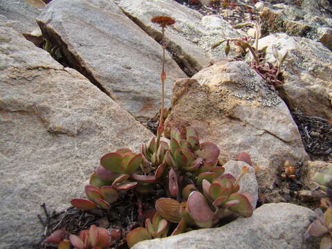 Image of Crassula atropurpurea (Haw.) D. Dietr.