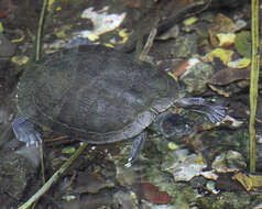 Image of Trachemys stejnegeri vicina (Barbour & Carr 1940)