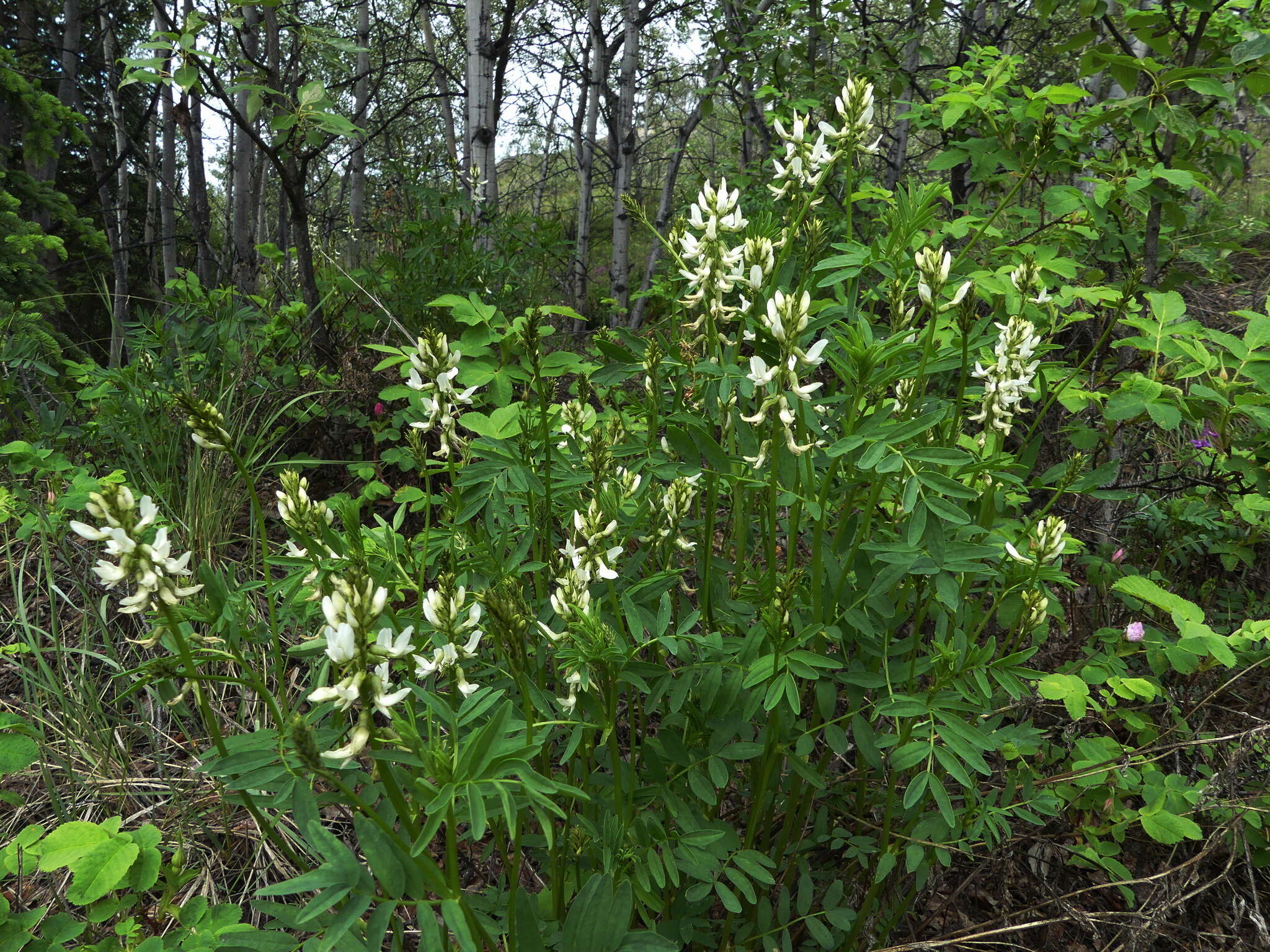 Image of Williams' milkvetch