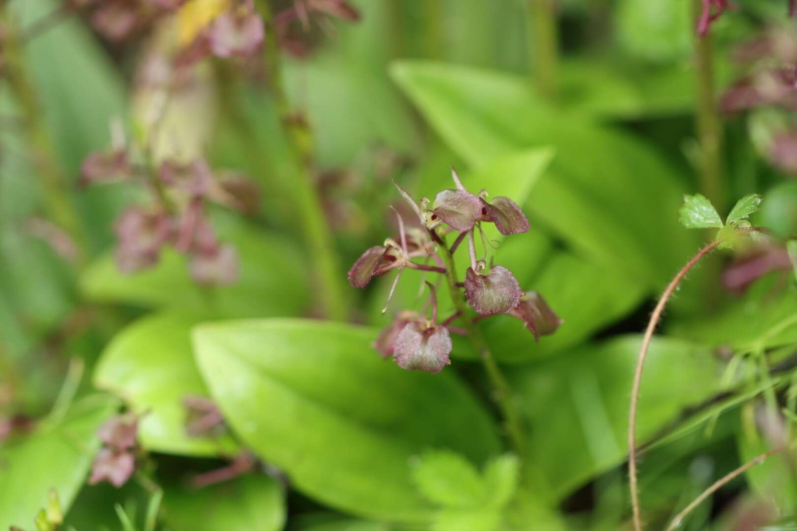 Image of Liparis derchiensis S. S. Ying