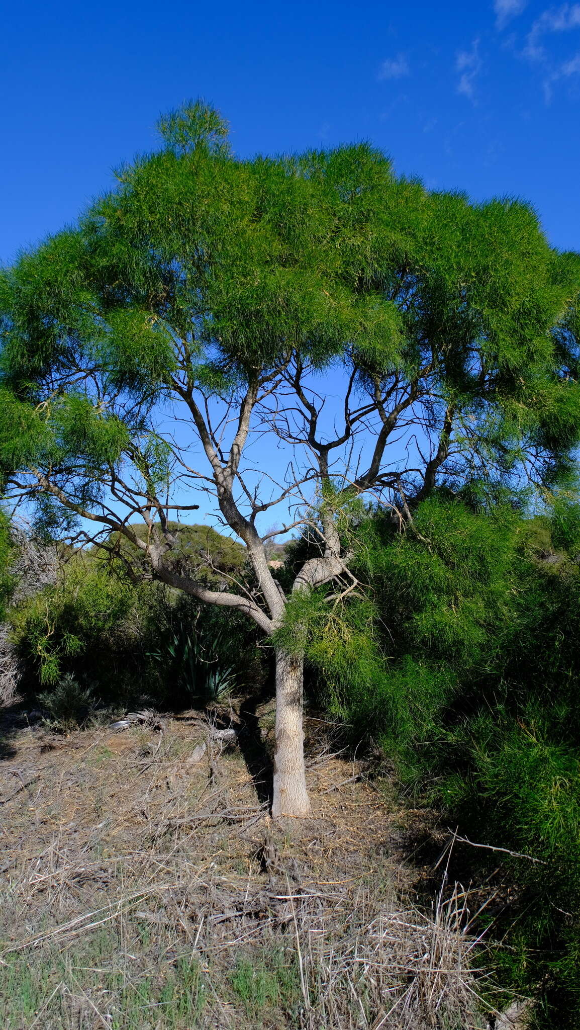 Image of Gyrostemon ramulosus Desf