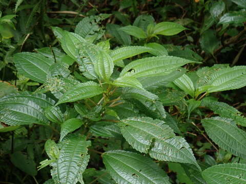 Image of Pilea melastomoides (Poir.) Wedd.