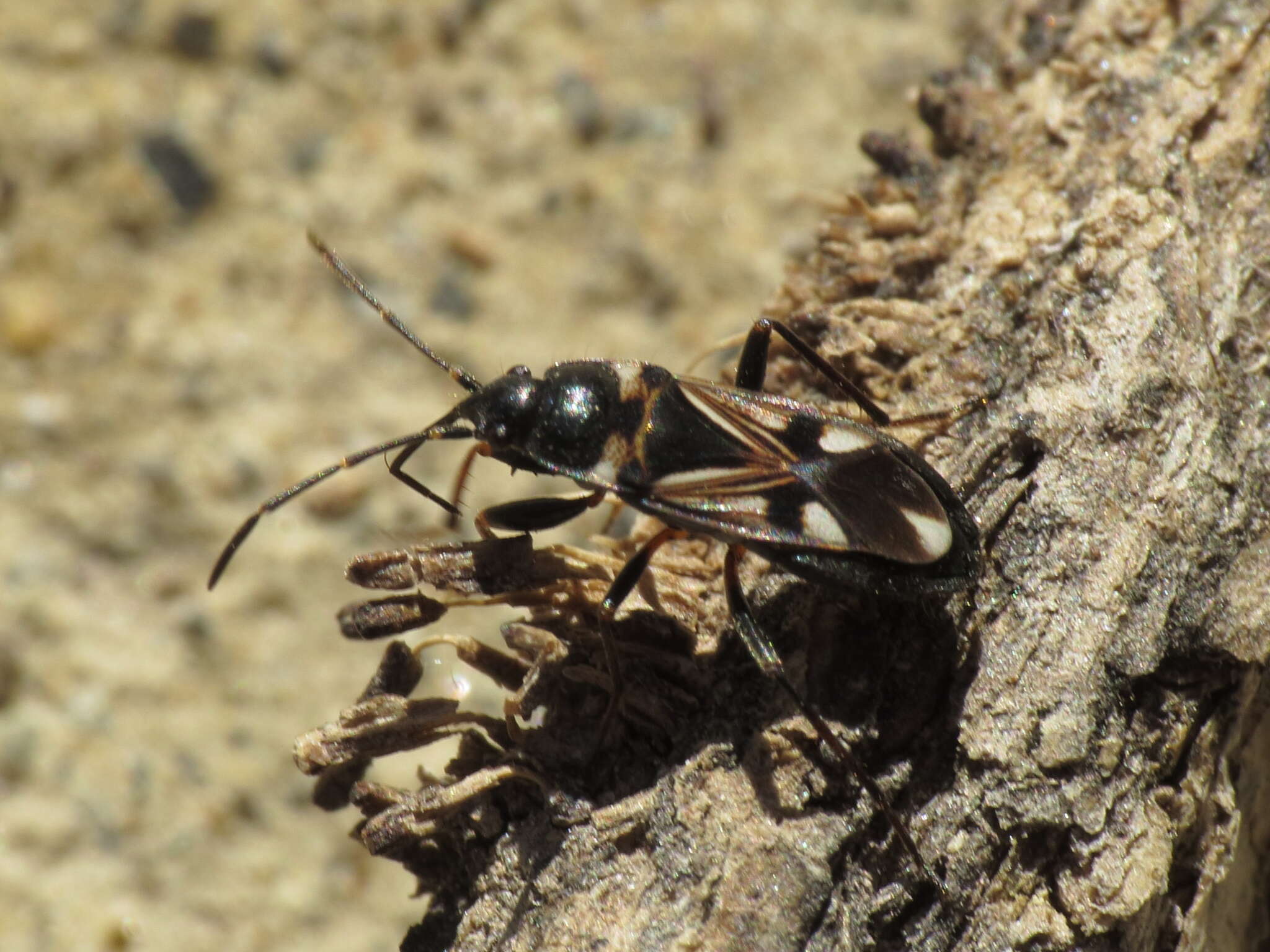 صورة Raglius alboacuminatus (Goeze 1778)