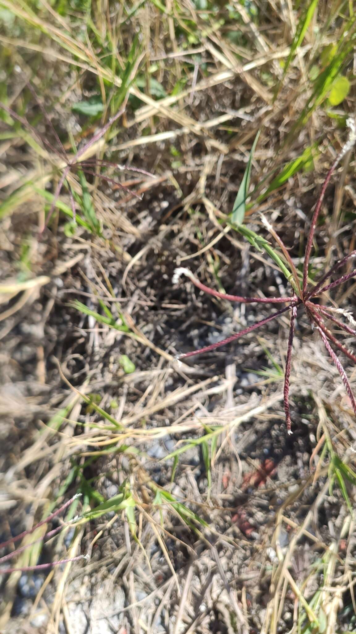 Image of African Bermudagrass