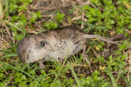 Image de Crocidura flavescens (I. Geoffroy Saint-Hilaire 1827)