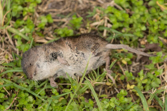 Image of Greater Red Musk Shrew