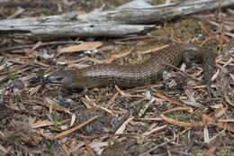 Image of She-oak Skink