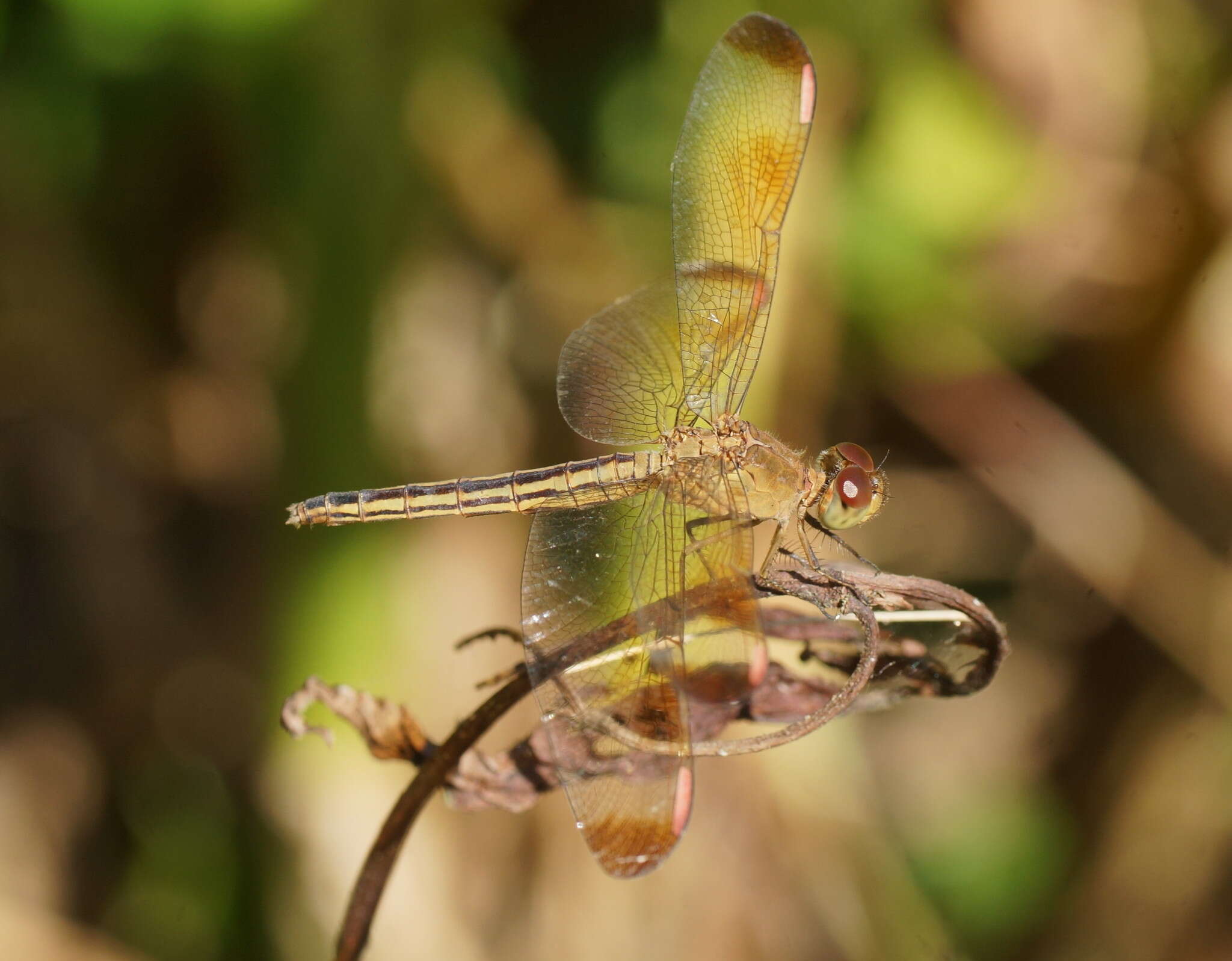 Neurothemis stigmatizans (Fabricius 1775) resmi