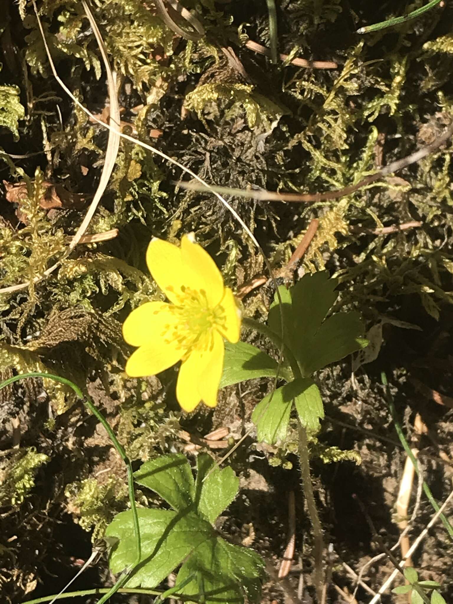 Image of Yellow Thimbleweed