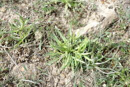 Image of Neotorularia torulosa (Desf.) Hedge & J. Léonard