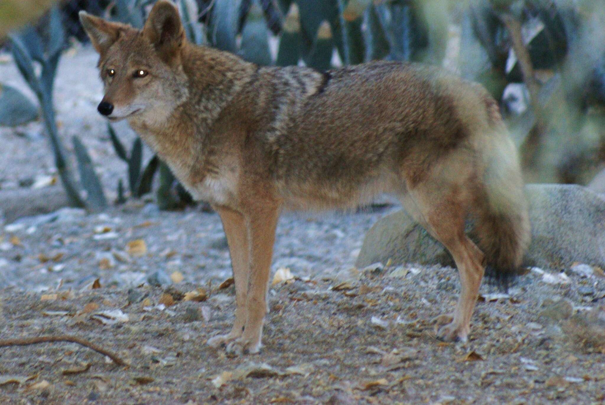 Imagem de Canis latrans mearnsi Merriam 1897