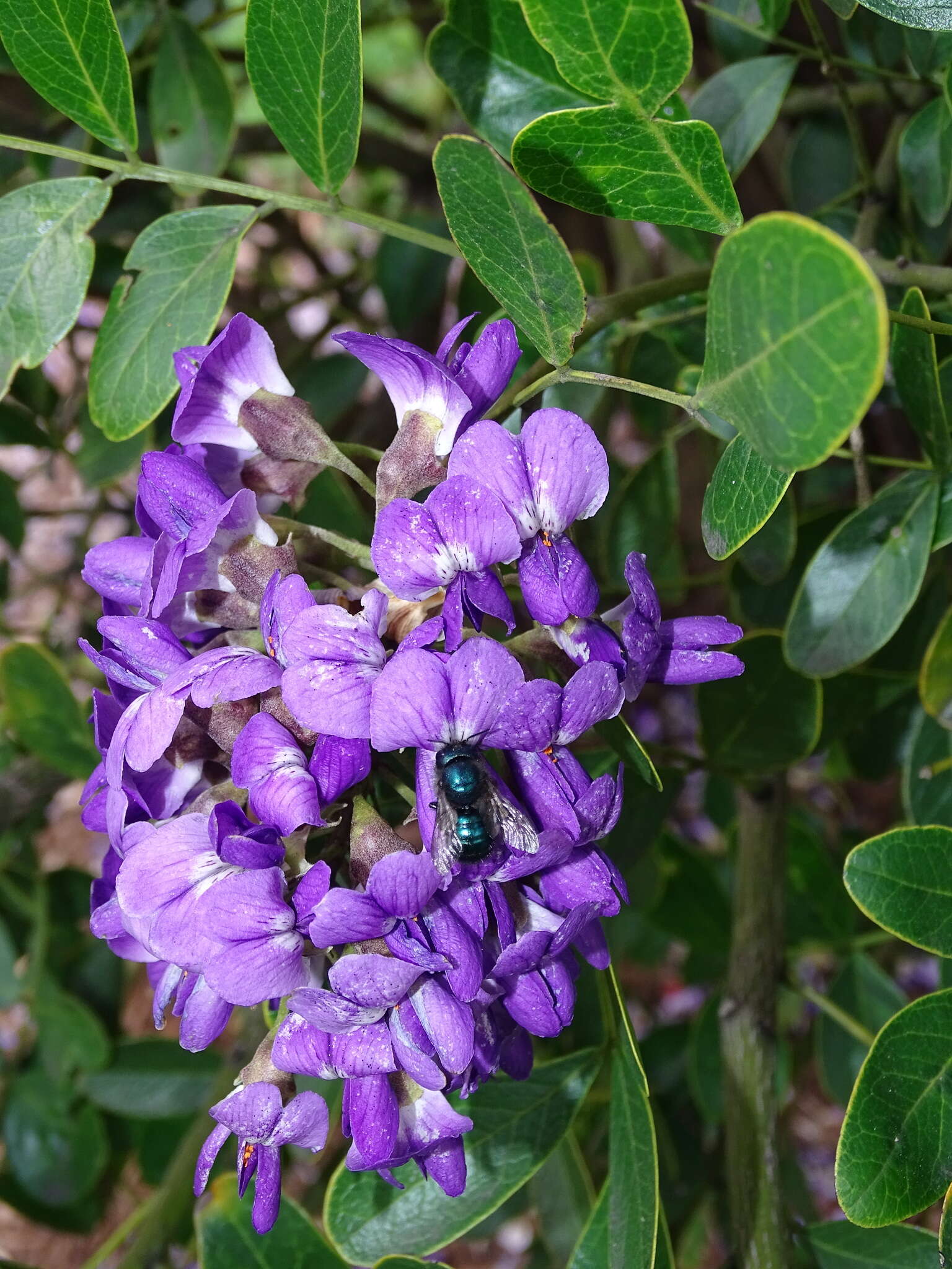 Image of Blueberry bee