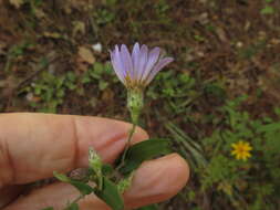Image of late purple aster