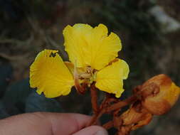 Image of Senna velutina (Vogel) H. S. Irwin & Barneby