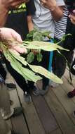 Imagem de Asplenium ensiforme Wall.