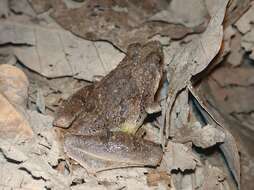 Image of Berdmore's Chorus Frog