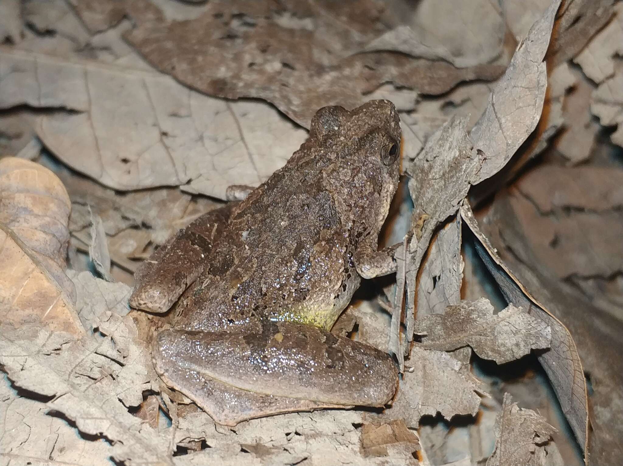 Image of Berdmore's Chorus Frog